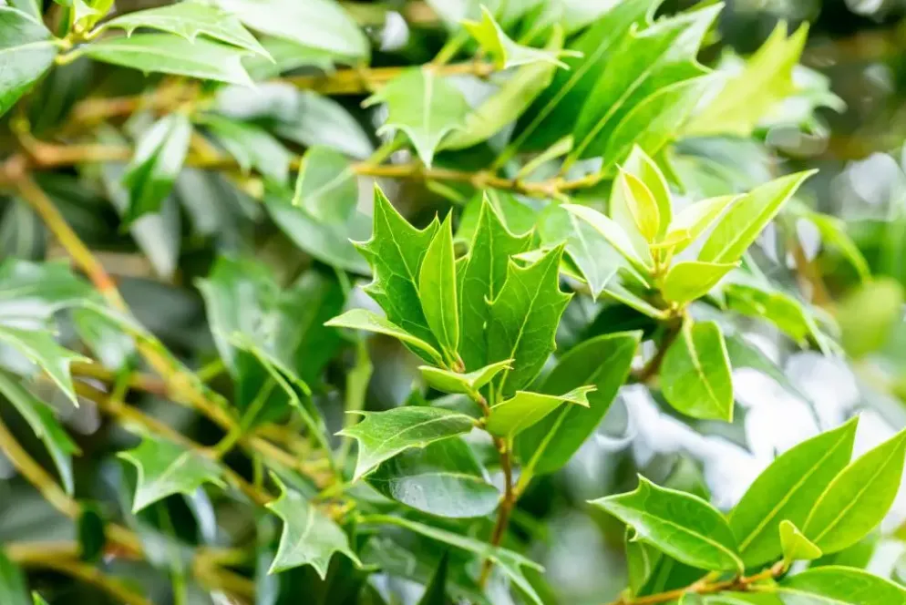Osmanthus heterophyllus (Schijnhulst)