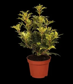 Osmanthus heterophyllus (Schijnhulst)