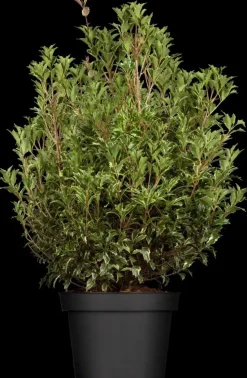 Osmanthus heterophyllus (Schijnhulst)