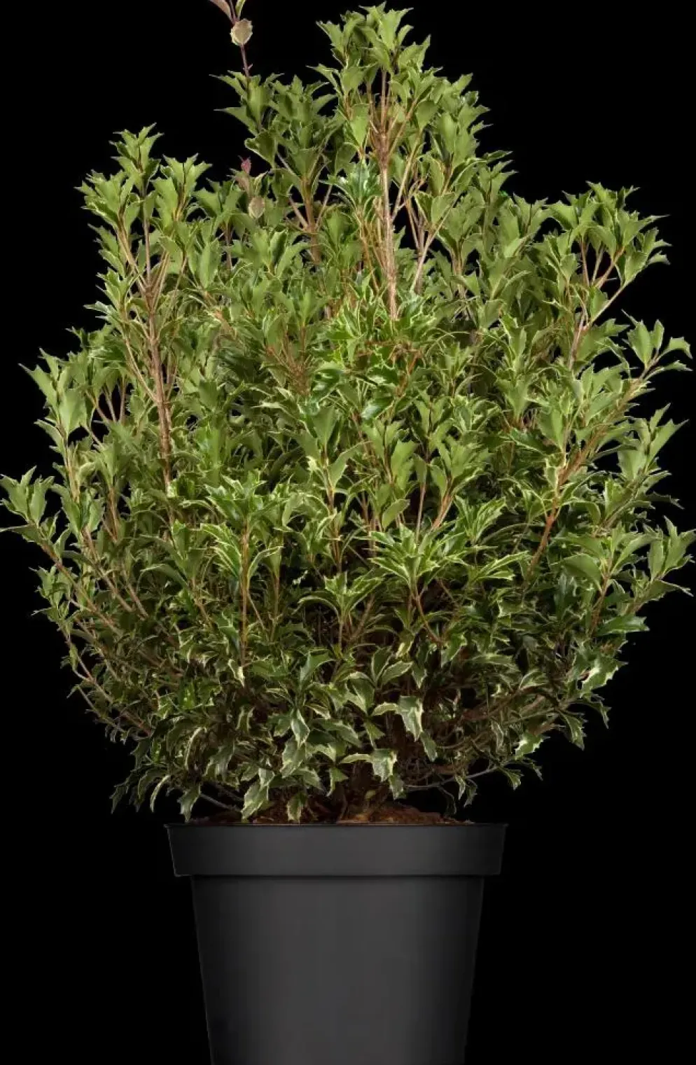 Osmanthus heterophyllus (Schijnhulst)