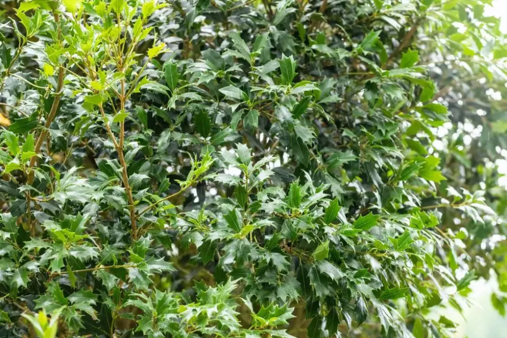 Osmanthus heterophyllus (Schijnhulst)