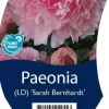 Paeonia (Pioenroos)