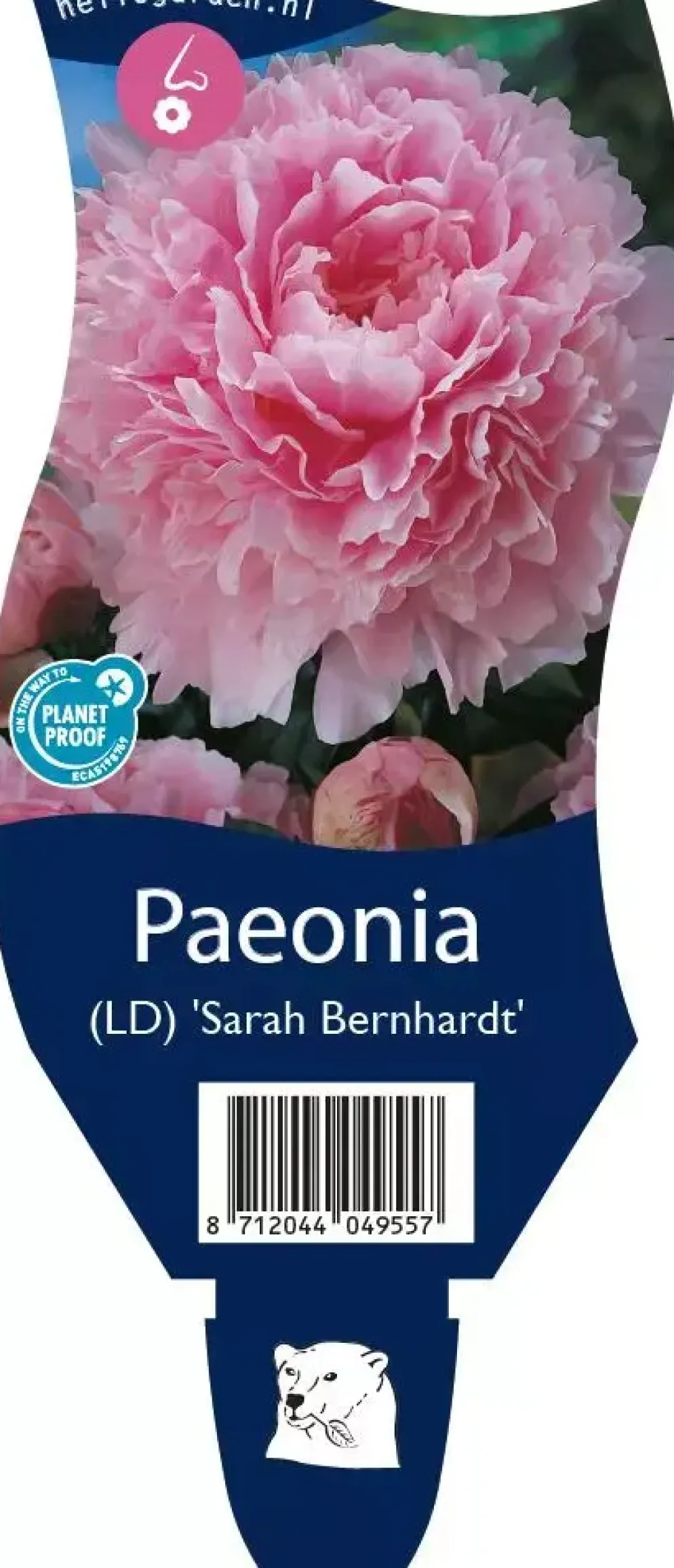 Paeonia (Pioenroos)