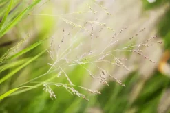 Panicum virgatum 'Cheyenne Sky'(s) (Vingergras 'Cheyenne Sky')