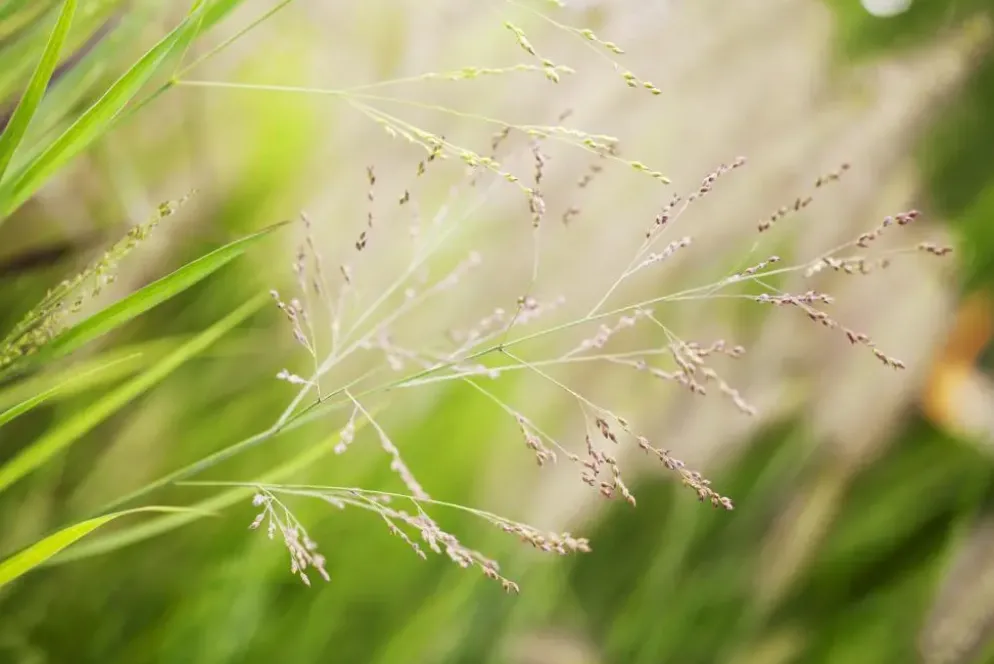 Panicum virgatum 'Cheyenne Sky'(s) (Vingergras 'Cheyenne Sky')