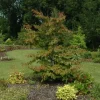 Parrotia persica (Ijzerhout)