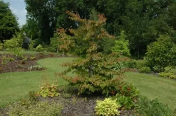 Parrotia persica (Ijzerhout)