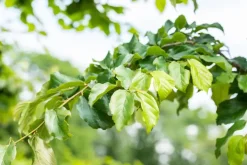 Parrotia persica (Ijzerhout)