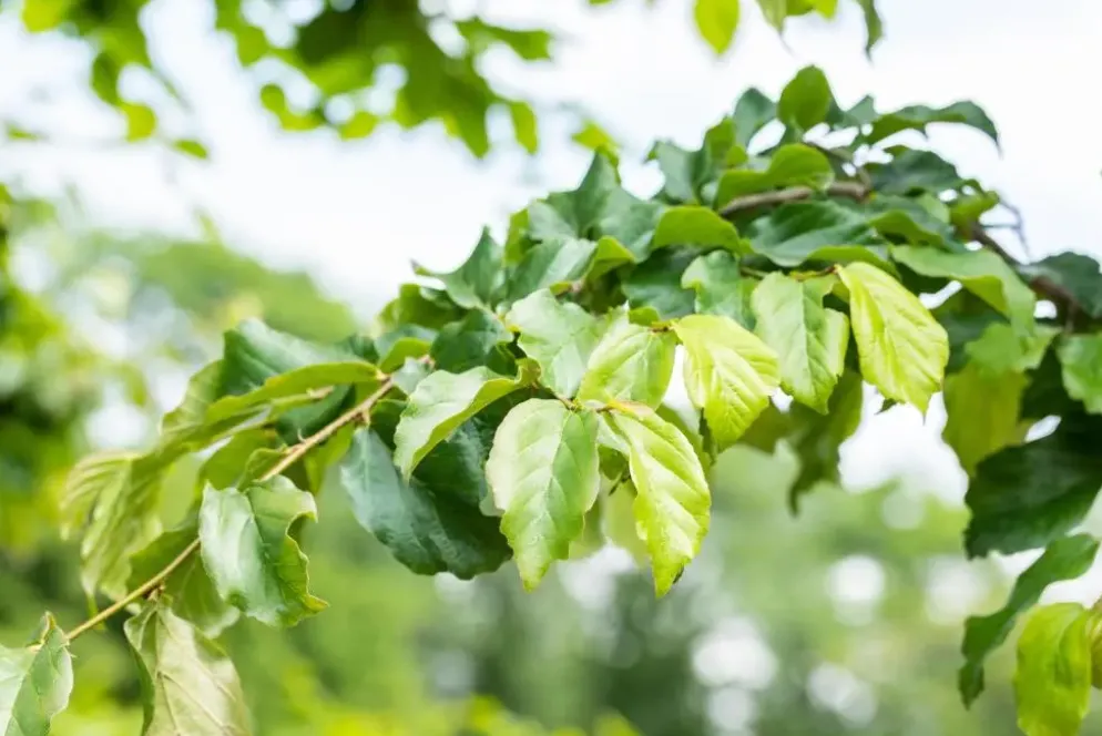 Parrotia persica (Ijzerhout)