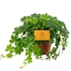 Parthenocissus striata (Suikerdruifje) 20cm