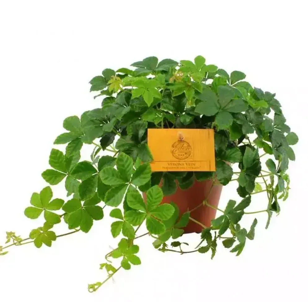 Parthenocissus striata (Suikerdruifje) 20cm
