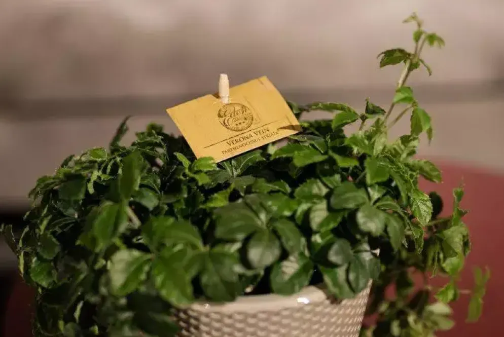Parthenocissus striata (Suikerdruifje) 20cm