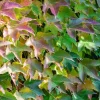 Parthenocissus tricuspidata 'Veitchii' (Wilde wingerd) klimplant