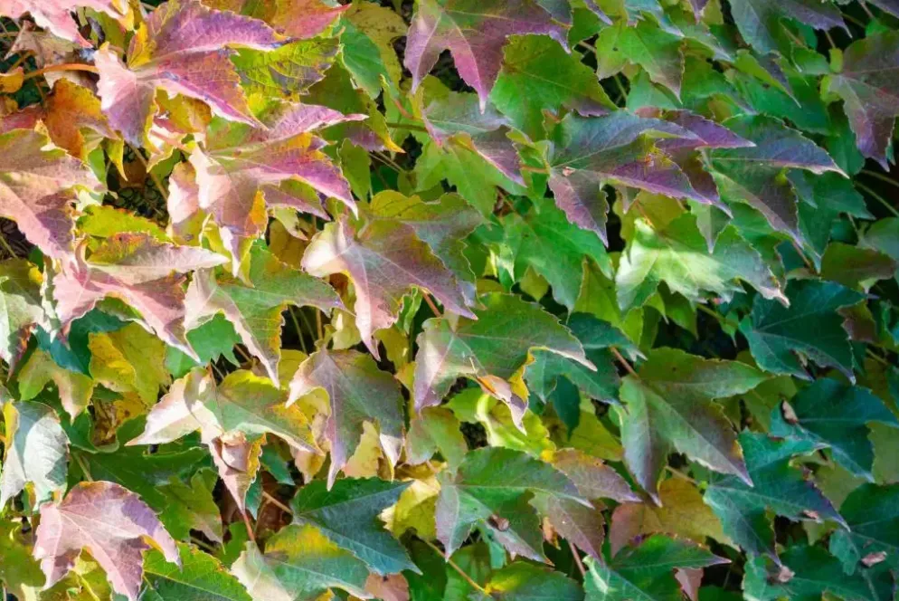 Parthenocissus tricuspidata 'Veitchii' (Wilde wingerd) klimplant