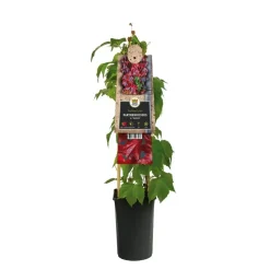 Parthenocissus tricuspidata 'Veitchii' (Wilde wingerd) klimplant