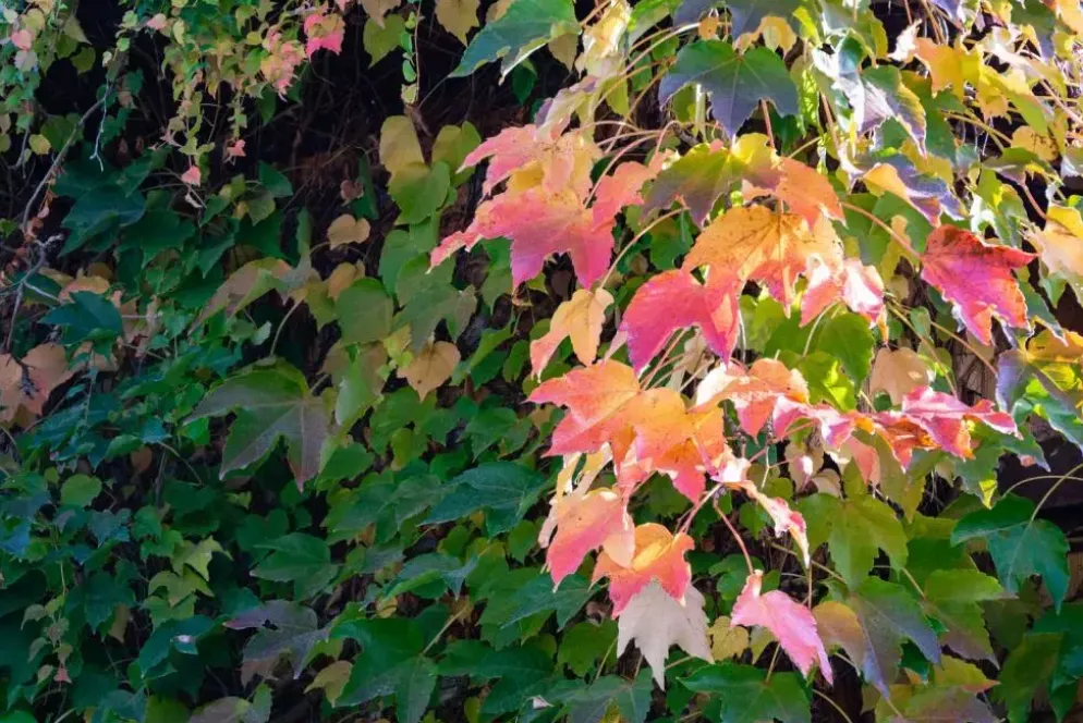 Parthenocissus tricuspidata 'Veitchii' (Wilde wingerd) klimplant