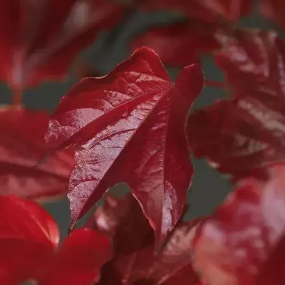 Parthenocissus tricuspidata 'Veitchii' (Wilde wingerd) klimplant