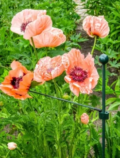 Peacock glasfiber grondpin 75 cm - ø 8 mm