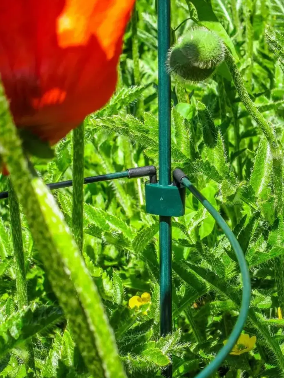 Peacock glasfiber grondpin 75 cm - ø 8 mm