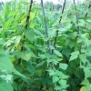 Peacock plantenstaak 210 cm - Ø 16 mm