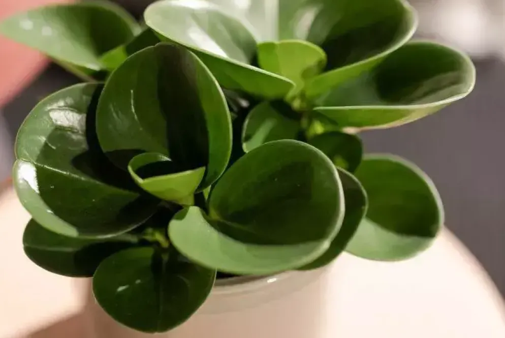 Peperomia obtusifolia (Krokodillentranenplant) 20cm