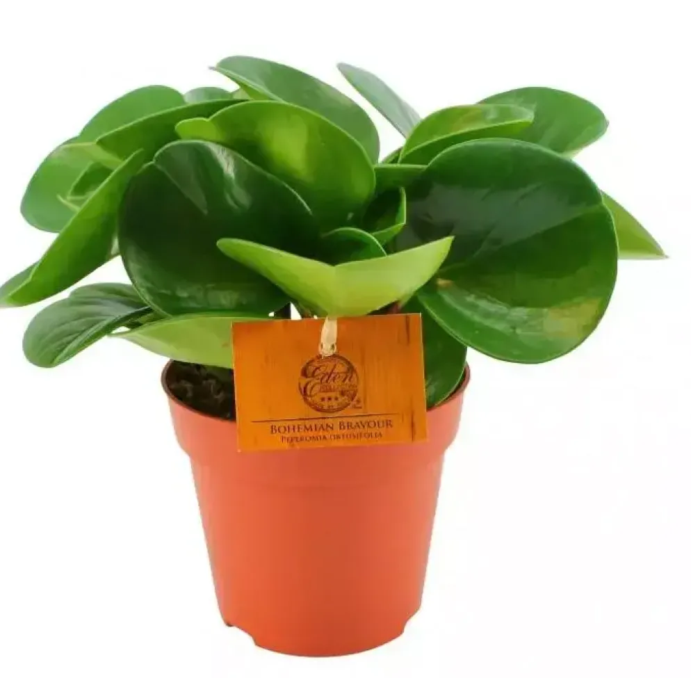 Peperomia obtusifolia (Krokodillentranenplant) 25cm