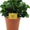 Peperomia 'Red burning bush' (Zwanenkruid, Zwanenkroos, Rondo Venetiano plant) 25cm