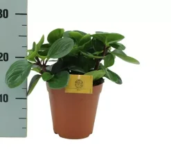 Peperomia 'Red canyon' (Zwanenkruid) 25cm