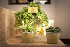 Peperomia rotundifolia (Zwanenkruid) 25cm