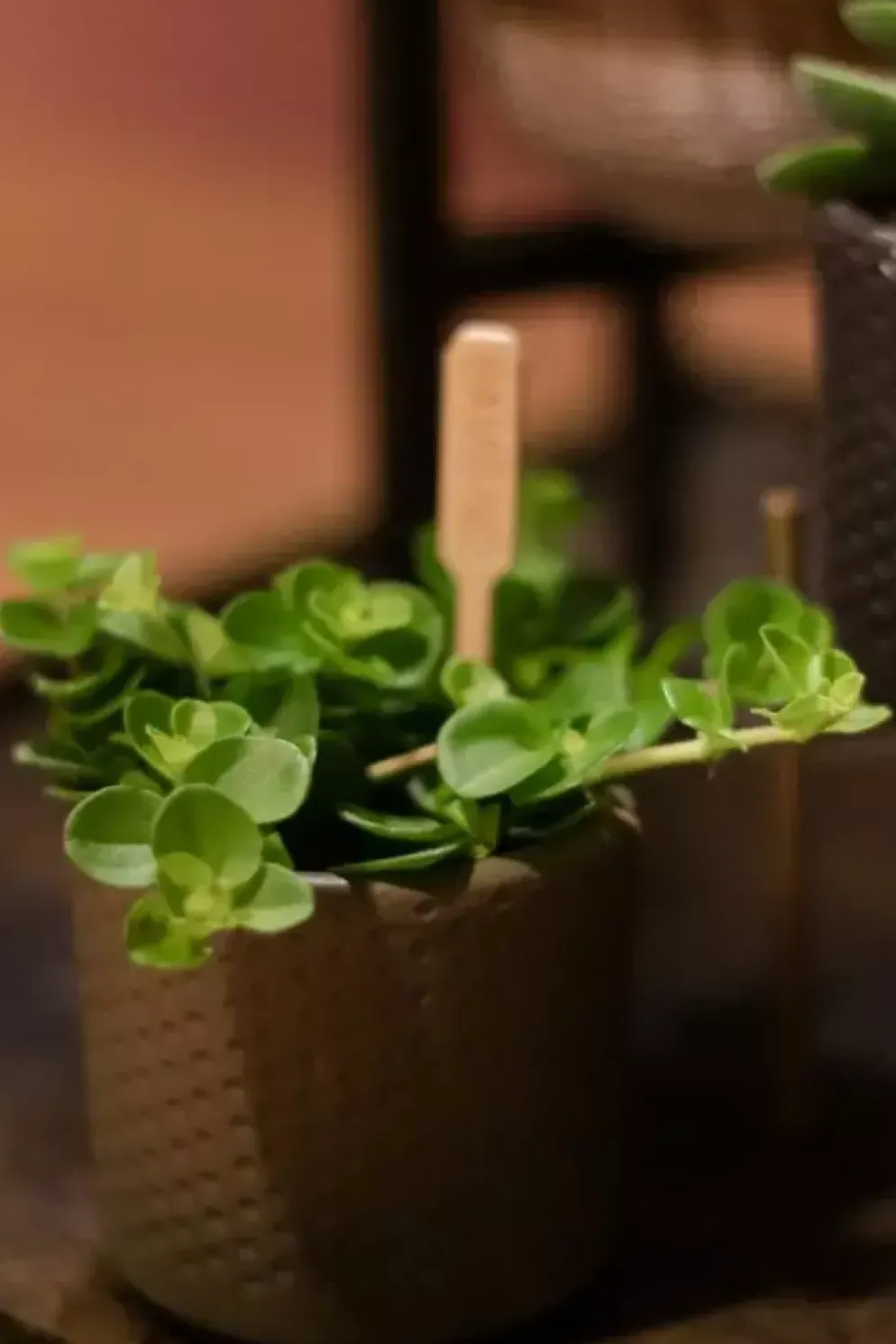 Peperomia rotundifolia (Zwanenkruid) 25cm