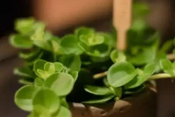 Peperomia rotundifolia (Zwanenkruid) 25cm