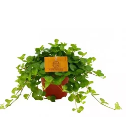 Peperomia rotundifolia (Zwanenkruid) 25cm