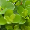 Peperomia rotundifolia (Zwanenkruid) 20cm