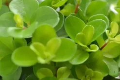 Peperomia rotundifolia (Zwanenkruid) 20cm