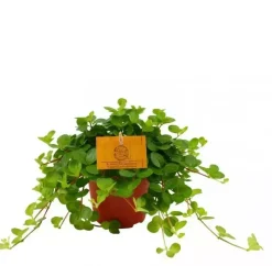 Peperomia rotundifolia (Zwanenkruid) 20cm