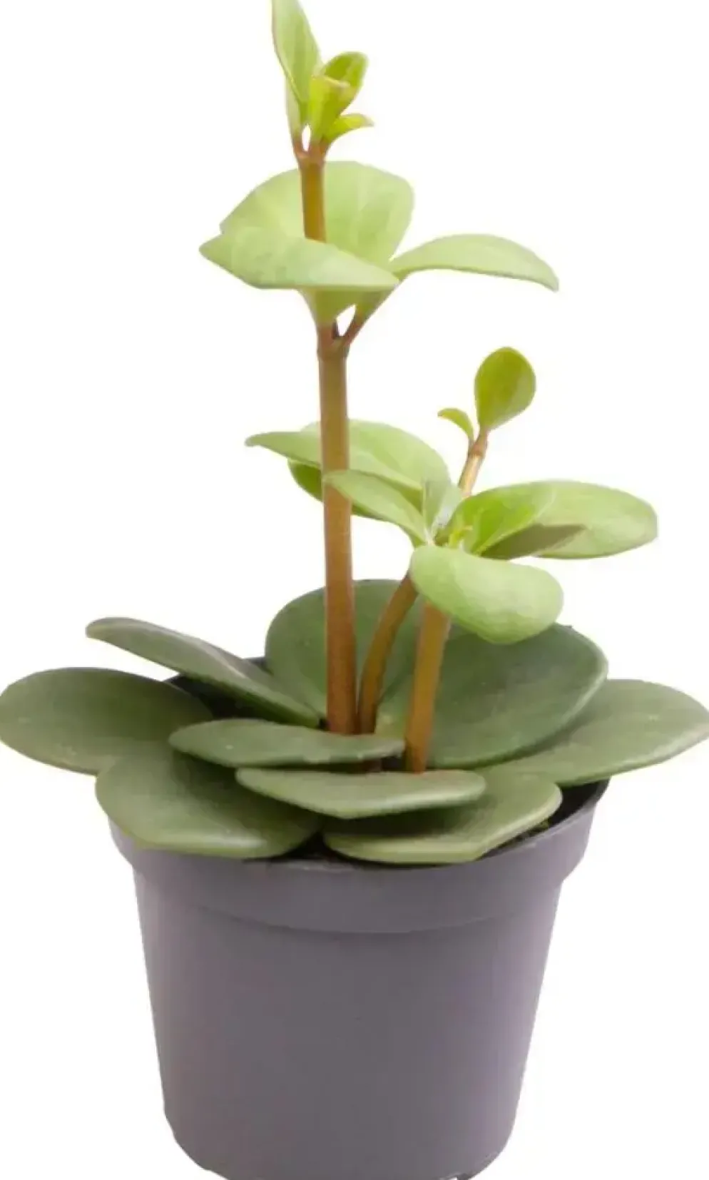 Peperomia tetraphylla 'Hope' (Peperomia) 12cm