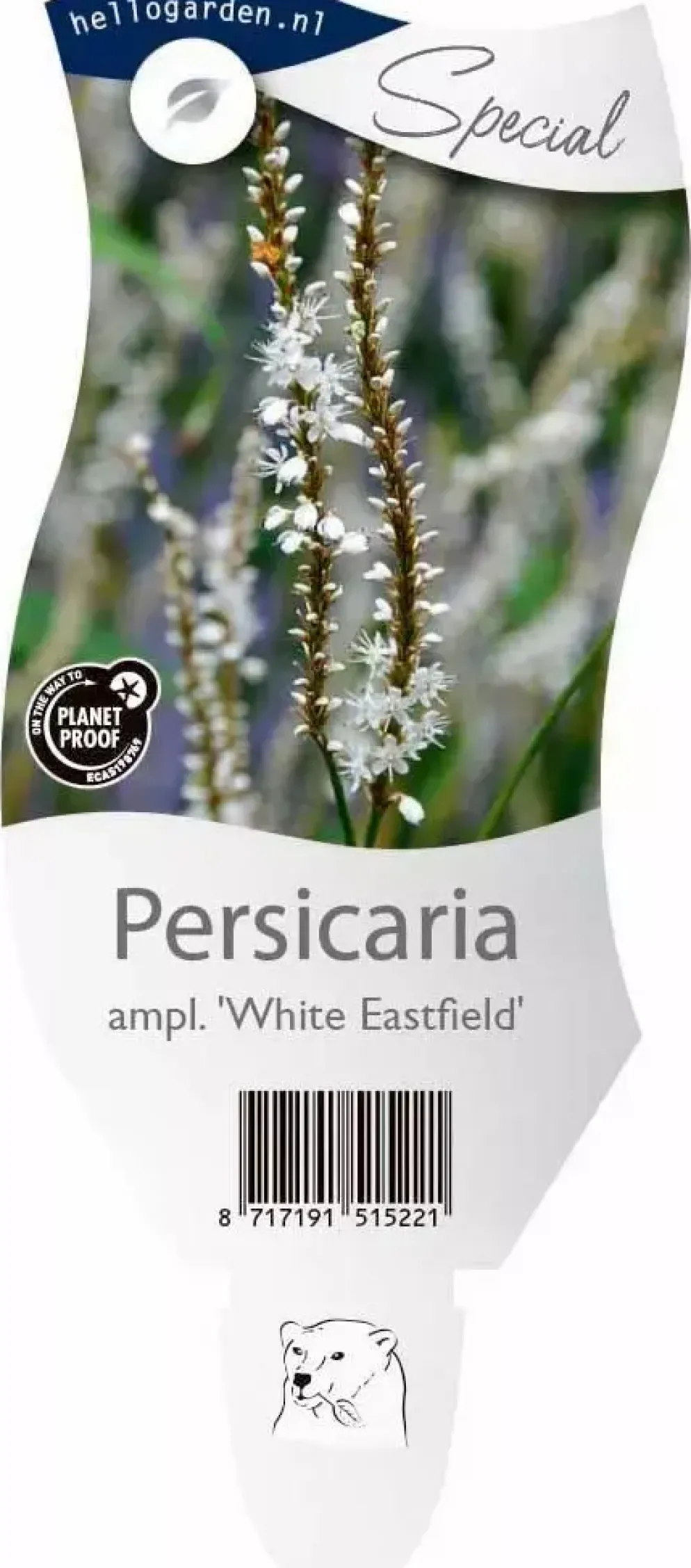 Persicaria amplexicaulis 'White Eastfield' (Duizendknoop)