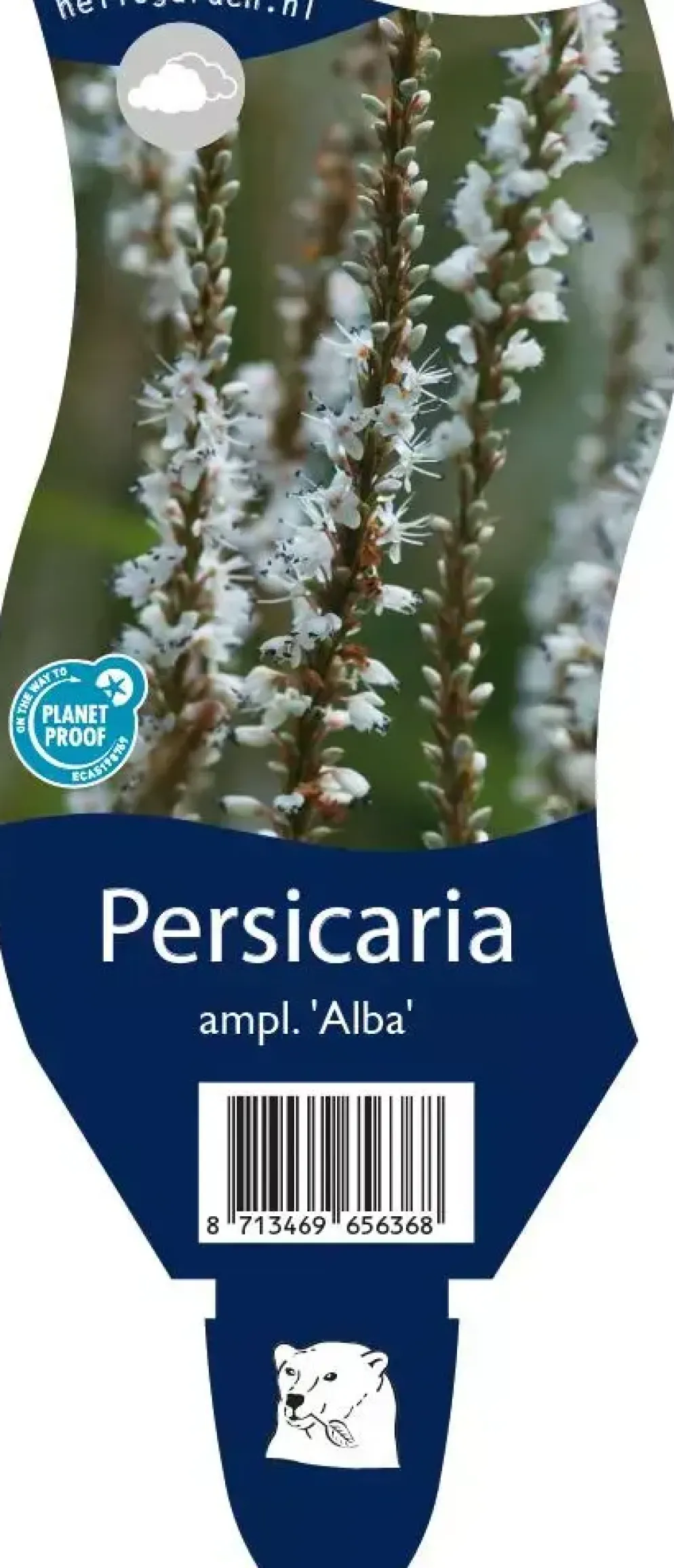 Persicaria (Duizendknoop)