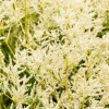 Persicaria polymorpha (Veelvormige duizenknoop)