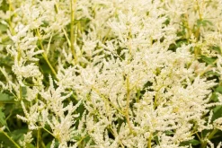 Persicaria polymorpha (Veelvormige duizenknoop)