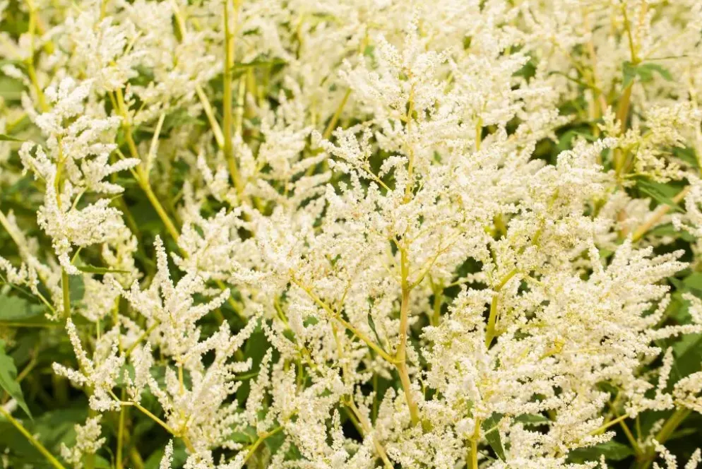 Persicaria polymorpha (Veelvormige duizenknoop)