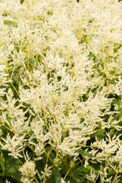 Persicaria polymorpha (Veelvormige duizenknoop)
