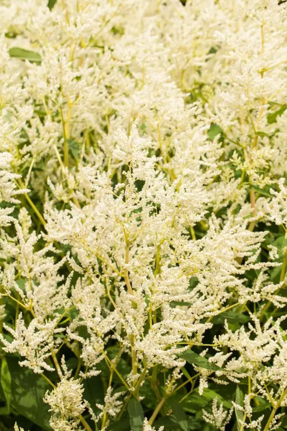 Persicaria polymorpha (Veelvormige duizenknoop)