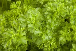 Petroselium crispum (krulpeterselie) 15cm