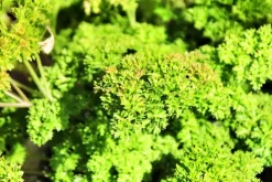 Petroselium crispum (krulpeterselie) 15cm