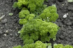 Petroselium crispum (krulpeterselie) 15cm