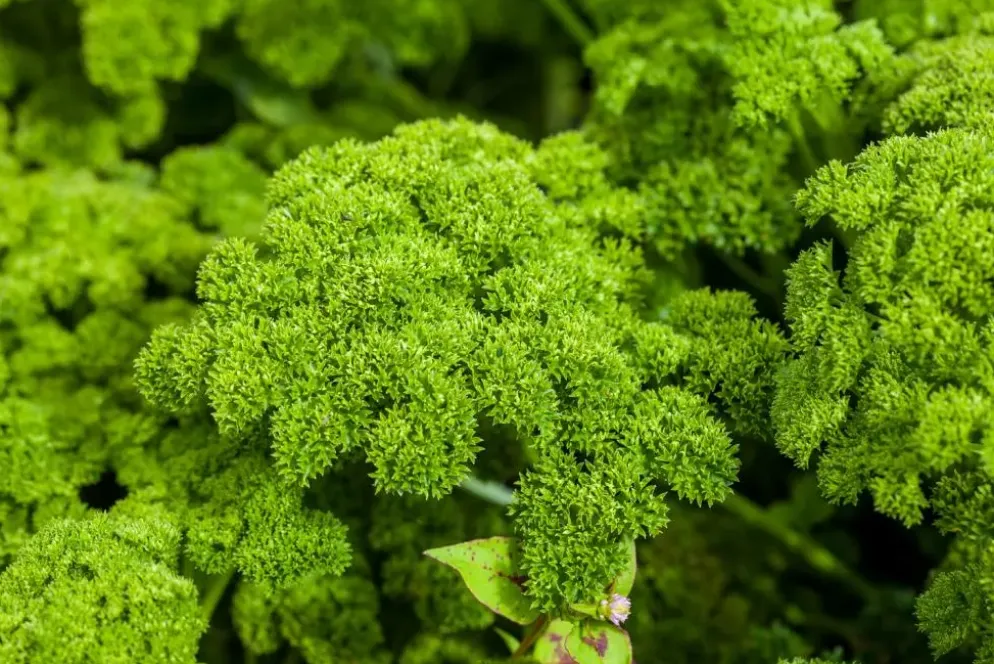 Petroselium crispum (krulpeterselie) 15cm