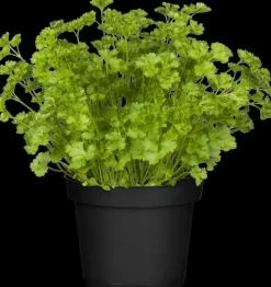 Petroselium crispum (krulpeterselie) 15cm