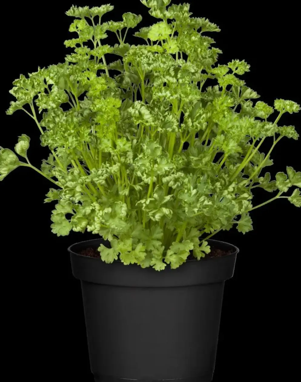 Petroselium crispum (krulpeterselie) 15cm