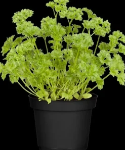 Petroselium crispum (krulpeterselie) 15cm
